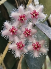 Hoya caudata