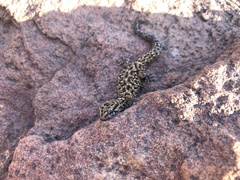 Pachydactylus affinis