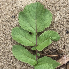 Brassica juncea