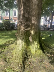 Styphnolobium japonicum
