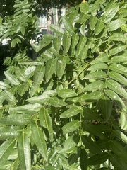 Styphnolobium japonicum