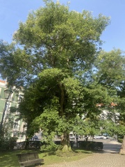 Styphnolobium japonicum