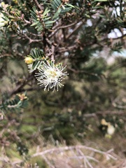 Melaleuca cuticularis