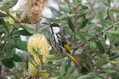 Phylidonyris niger