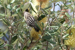 Phylidonyris niger