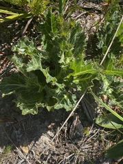 Lichtensteinia lacera