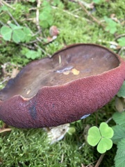 Neoboletus erythropus