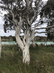 Melaleuca cuticularis