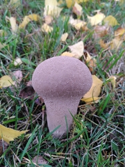 Lycoperdon excipuliforme