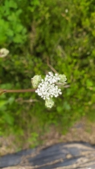 Apiaceae