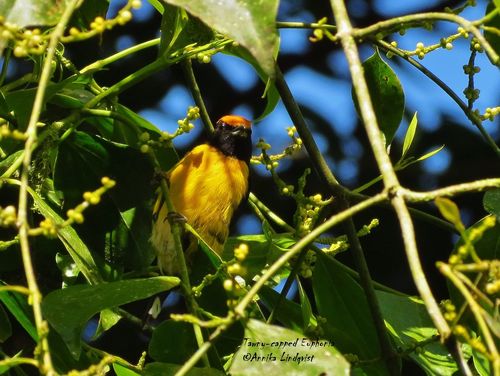 Euphonia anneae