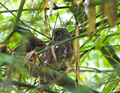 Ninox scutulata