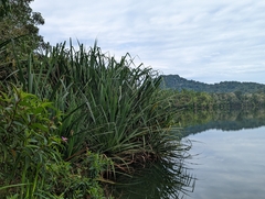 Pandanaceae