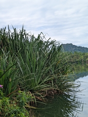 Pandanaceae