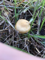 Tubaria furfuracea
