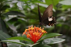 Papilio helenus
