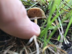 Tubaria furfuracea