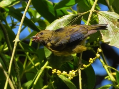 Euphonia anneae