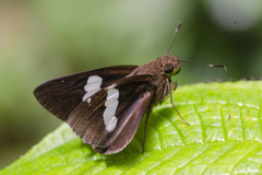 Notocrypta paralysos