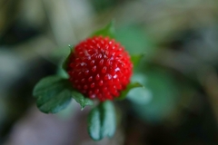 Potentilla hebiichigo