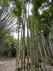 Bambusa stenoaurita