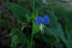 Commelina communis