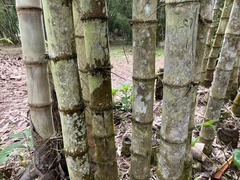Bambusa stenoaurita