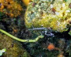 Hydrometra stagnorum