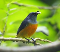 Dicaeum trigonostigma