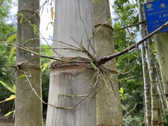 Bambusa stenoaurita