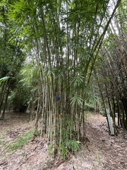 Schizostachyum pergracile