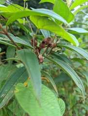 Melastoma malabathricum