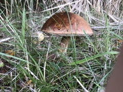 Leccinum scabrum