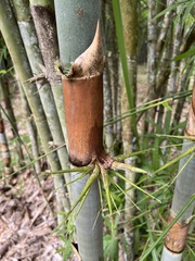 Schizostachyum pergracile