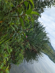 Melastoma malabathricum