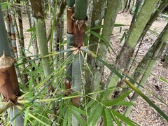 Schizostachyum pergracile