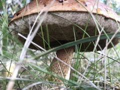 Leccinum scabrum