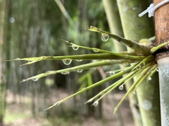 Schizostachyum pergracile