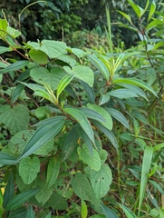 Melastoma malabathricum