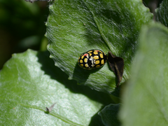 Cheilomenes sulphurea