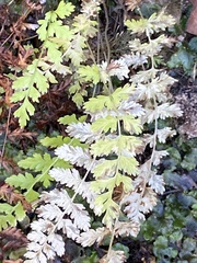 Athyrium filix-femina