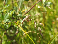 Anthoxanthum nitens