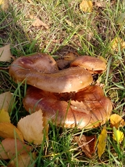 Paxillus