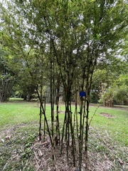 Bambusa pervariabilis