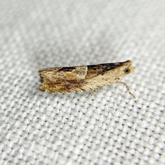 Melanodaedala scopulosana