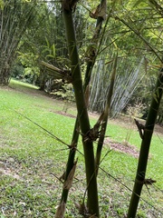 Bambusa pervariabilis