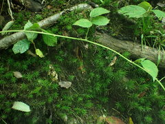 Polytrichum formosum