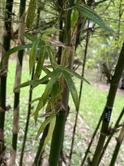 Bambusa pervariabilis