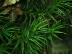 Polytrichum formosum