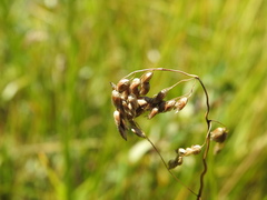 Anthoxanthum nitens